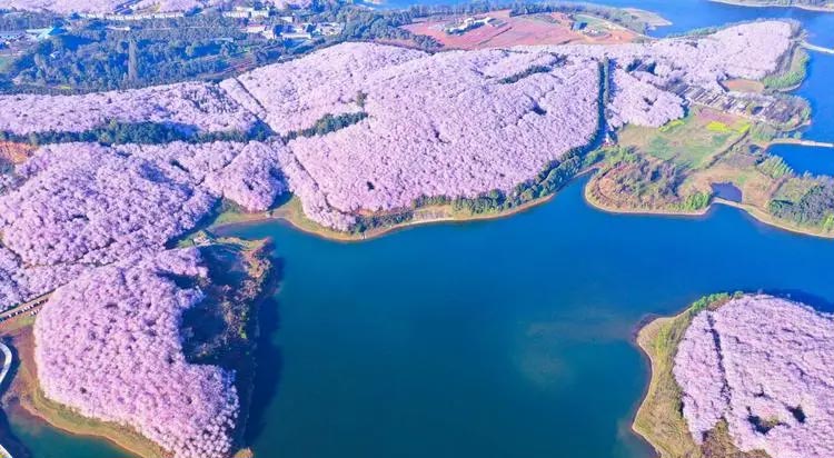平壩農場櫻花園